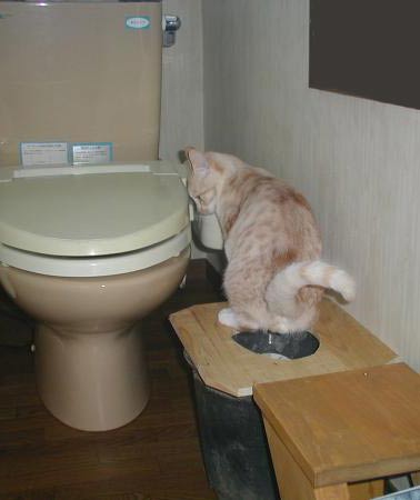 DIY おまる型猫トイレ