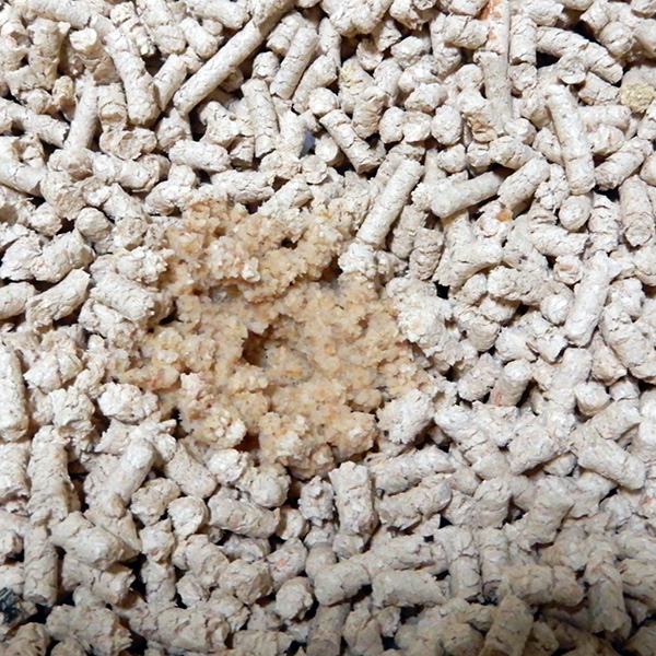 しっかり消臭するひのきの猫砂