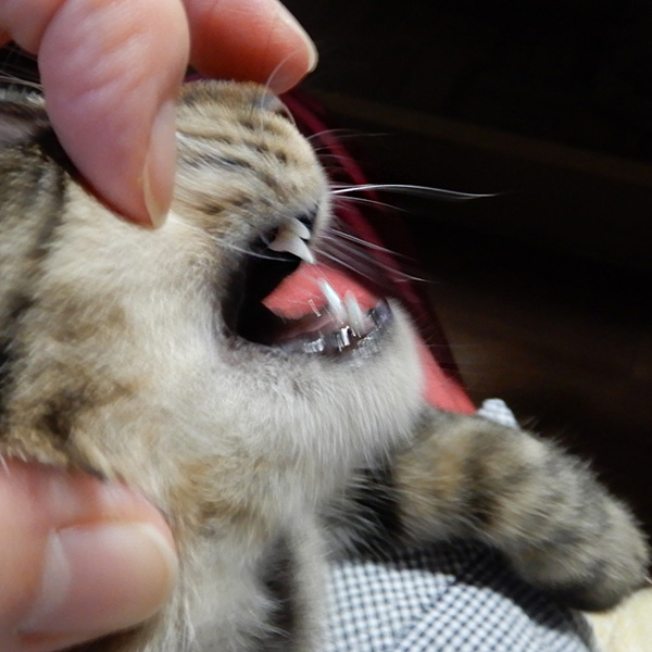 猫の乳歯が永久歯に生え変わり中