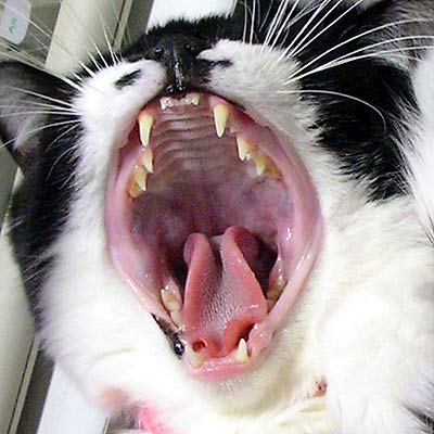 ネコの歯について 猫歯式図 | ねこと暮らす