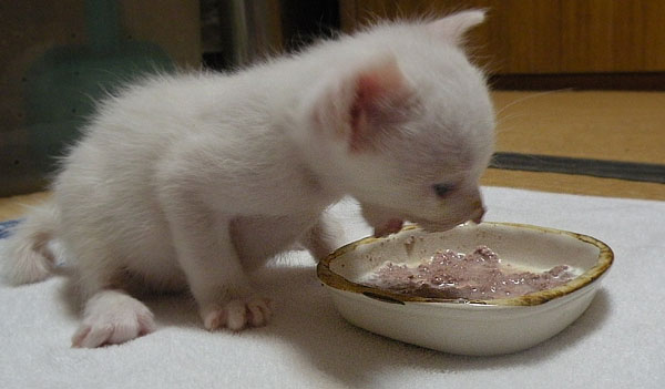 食べる子猫