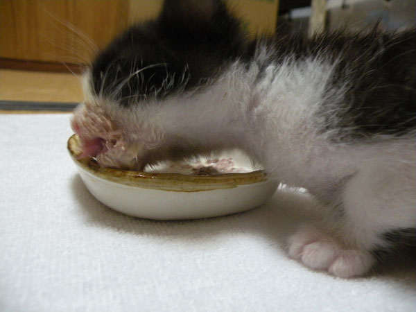 離乳食をたべる子猫