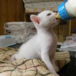 哺乳瓶からミルクを飲む子猫