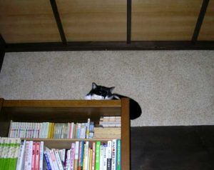 本棚の上に猫