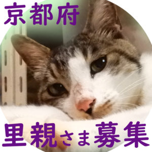 子猫の成長表 大きさと重さ ねこと暮らす