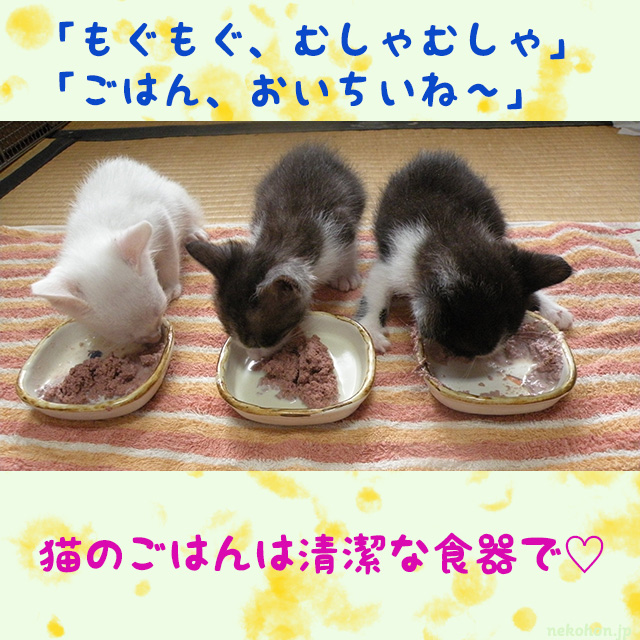 並んで食べる赤ちゃん猫３ニャン