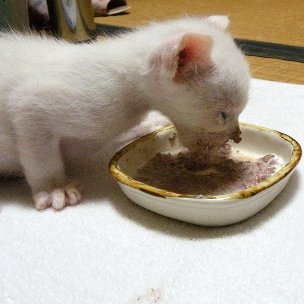 ごはんを食べる子猫のお口がベタベタ