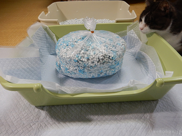 猫砂は緊急時に非常用トイレとして使えるか：紙製猫砂の場合