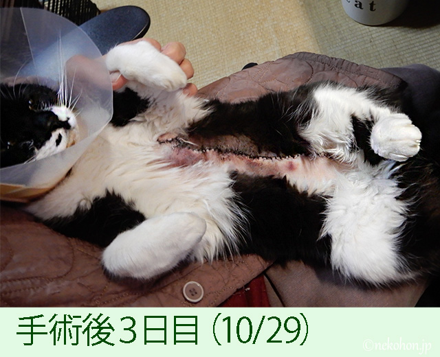 猫の乳腺腫瘍手術痕の経過写真、手術後３日目