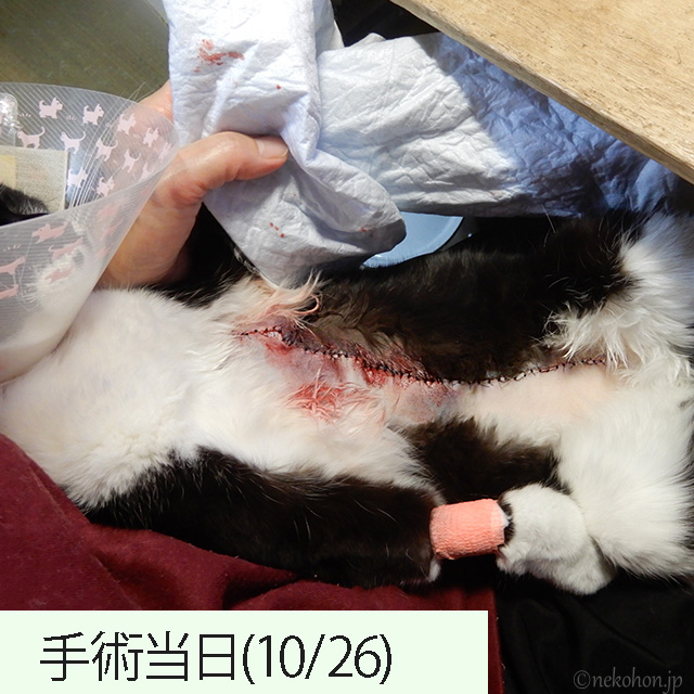 猫の乳腺腫瘍手術痕の経過写真、当日