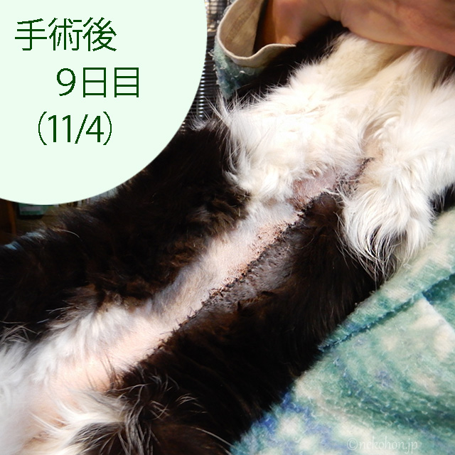 猫の乳腺腫瘍手術痕の経過写真、手術9日目