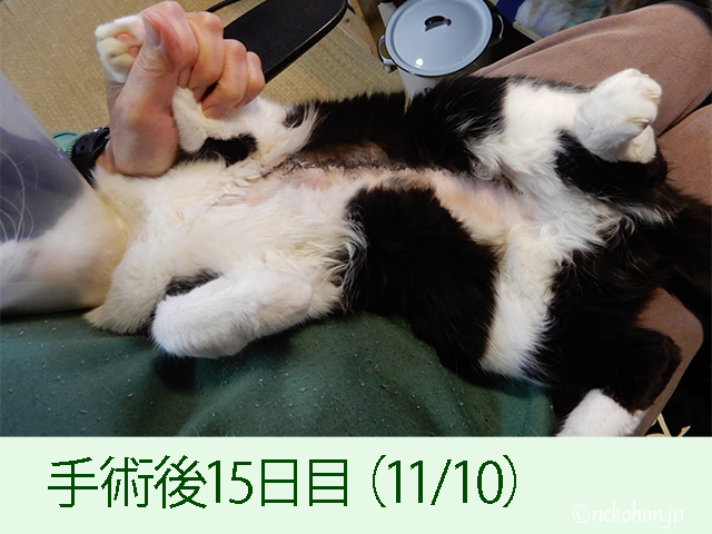 猫の乳腺腫瘍手術痕の経過写真、手術後15日目