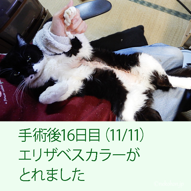 猫の乳腺腫瘍手術痕の経過写真、手術後16日目