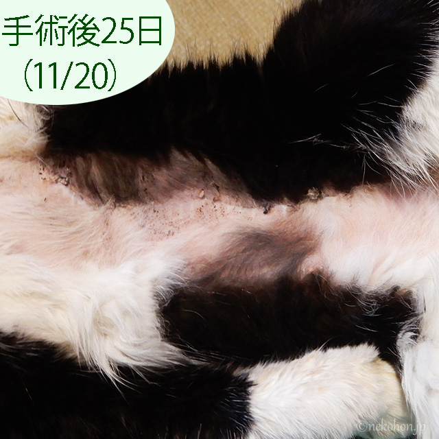猫の乳腺腫瘍手術痕の経過写真、手術後25日目