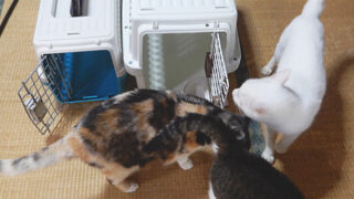 キャリーと猫たち