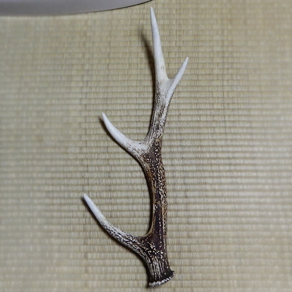 ニホンジカの角と骨 | 里山の動物誌