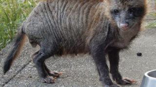 疥癬症のタヌキ