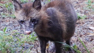 疥癬症のタヌキ
