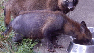 疥癬症のタヌキ