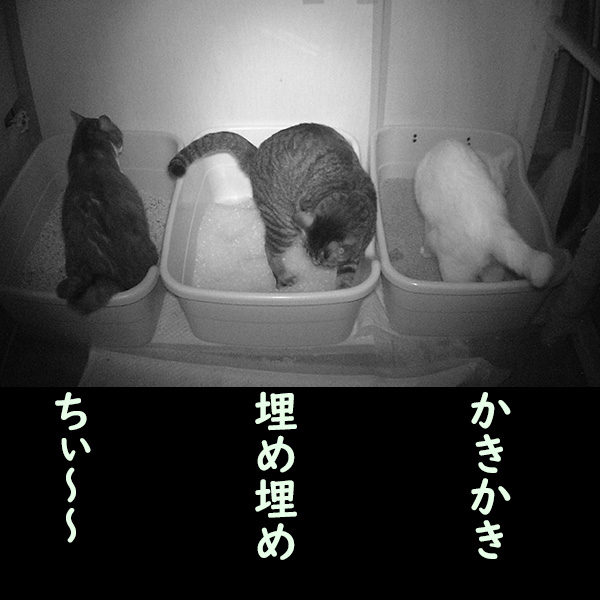 トイレを使う３頭の猫たち(c)nekohon