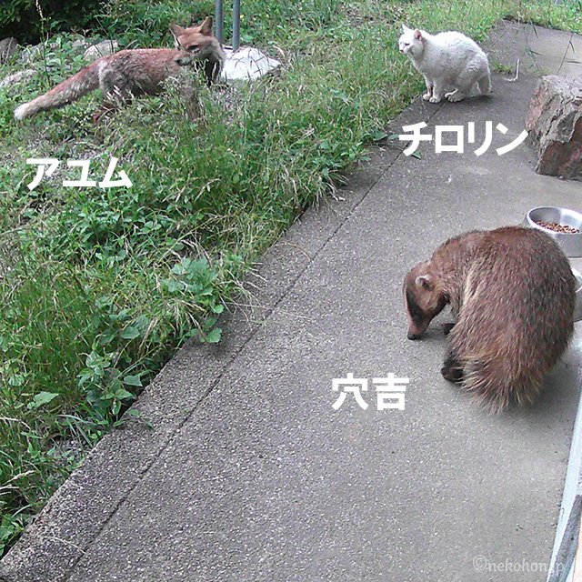 きつね、ねこ、あなぐま