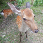ニホンジカ