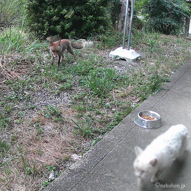 子ぎつね、ねこ