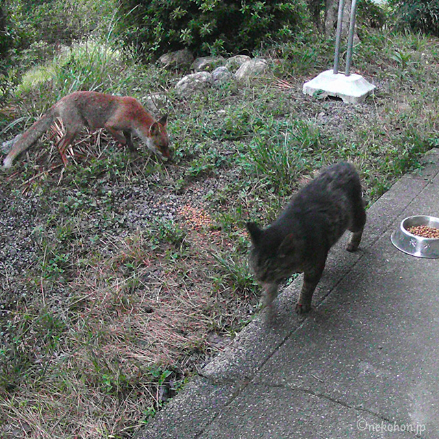 子ぎつね、ねこ