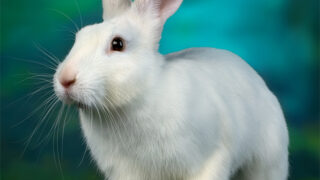 ウサギ、ＡＩ画像