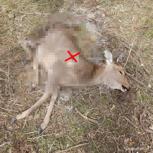 シカさんのご遺体、胸に穴があいて、臀部がひどく損傷している