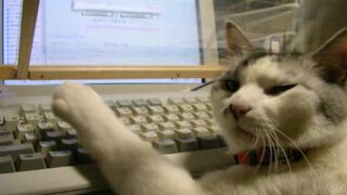 猫がパソコンを使っている