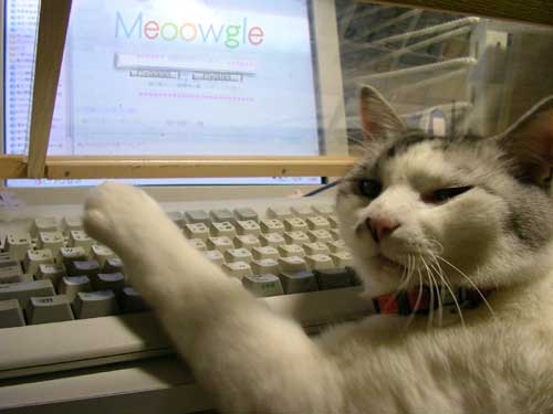猫がパソコンをうっている