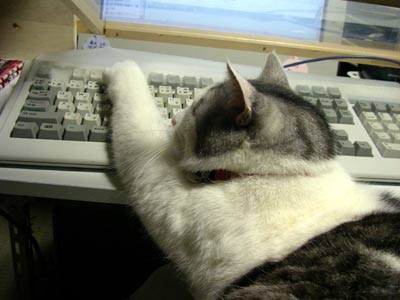猫がパソコンをうっている(実写)