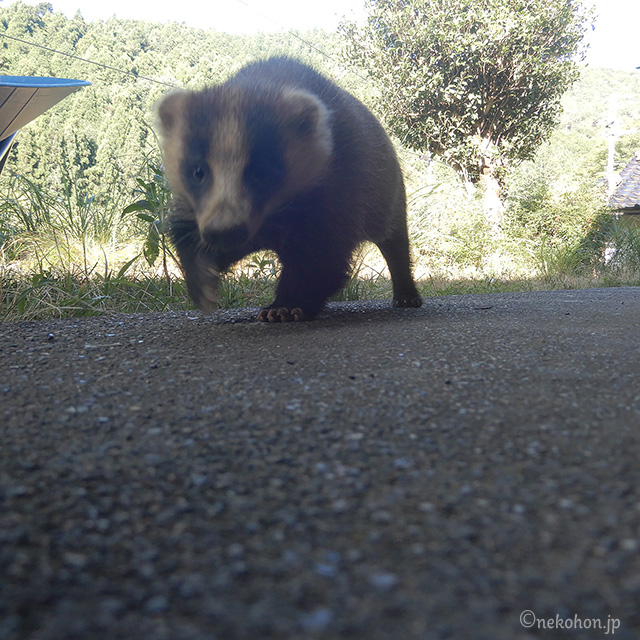 ニホンアナグマの穴吉