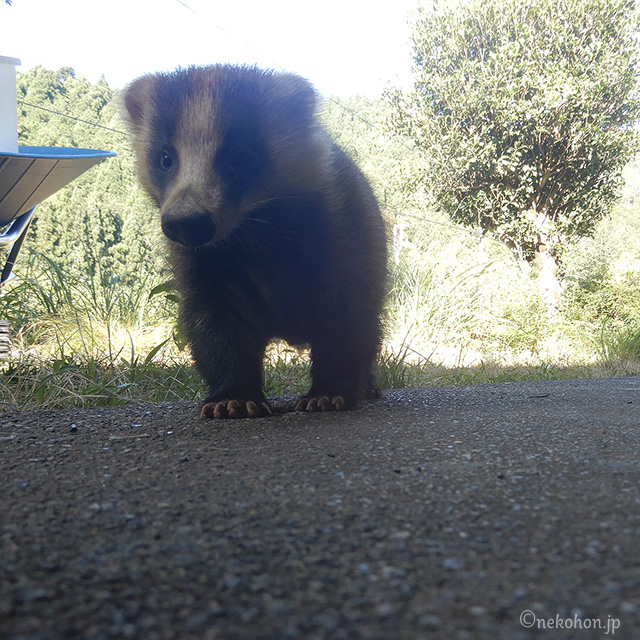 ニホンアナグマの穴吉