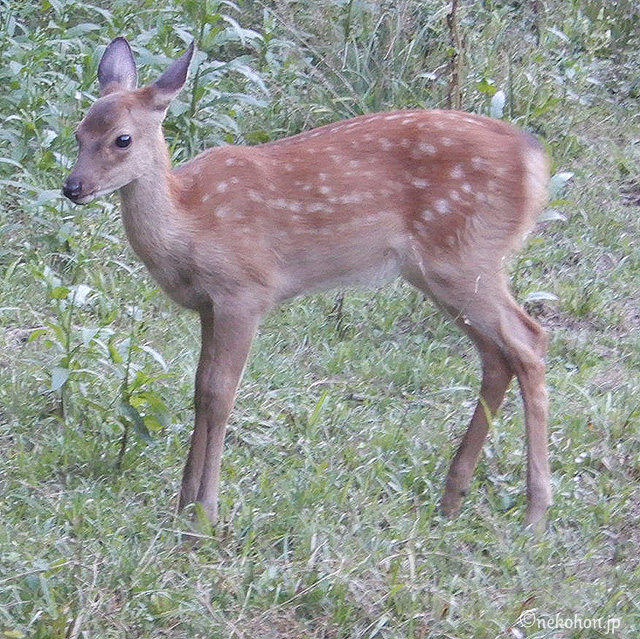 ニホンジカの子鹿