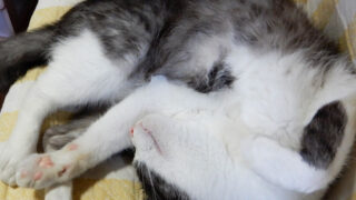 眠る猫　くるるん