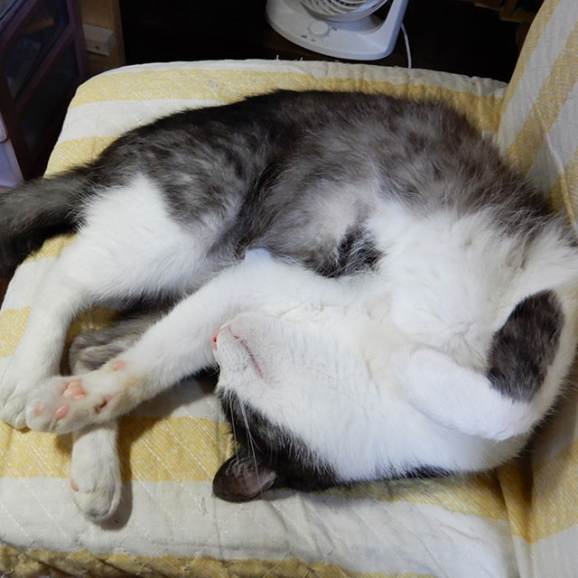 眠る猫　くるるん