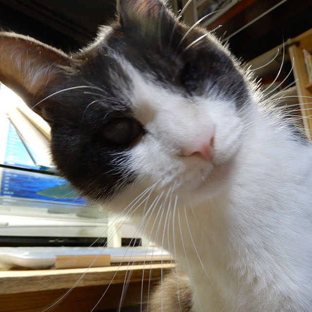 猫のアップ顔　くるるん
