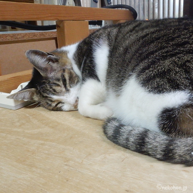 眠る猫　まろ