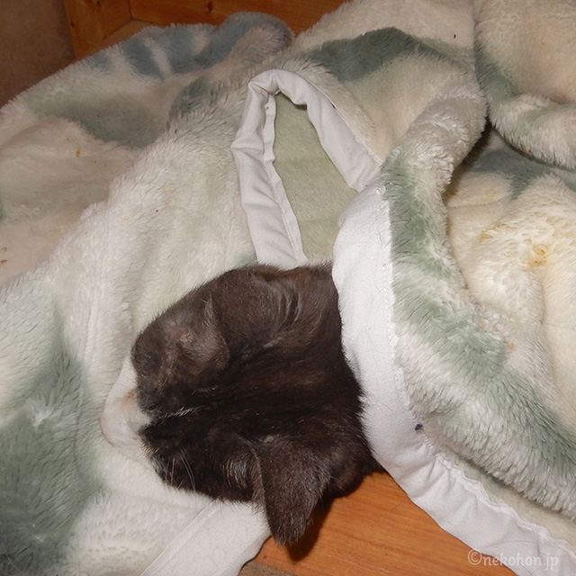 毛布にもぐって眠る猫　くるるん