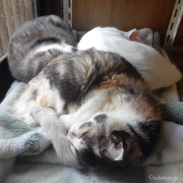 ３ニャン猫団子で眠る　シロロ、くるるん、お栄