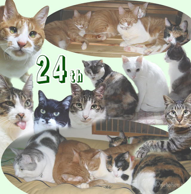 サイト公開24周年の画像　猫14ニャン